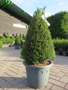 Taxus baccata 'Renke's Little Green'