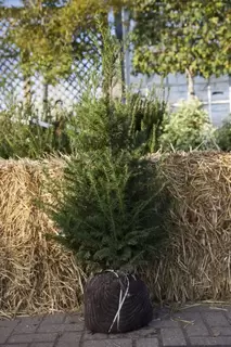 Taxus Root Ball Hedging – Going the EXTRA mile