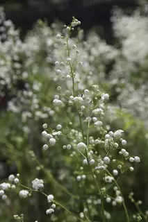 Thalictrum, delicate and dainty