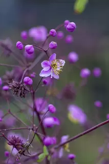 Thalictrum.  The bees just love them.
