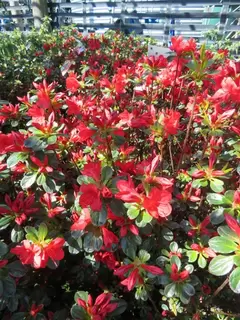The Azalea that keeps on going and going and going