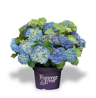 The Hydrangea that flowers Forever & Ever & Ever & Ever