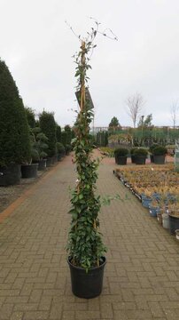 The scent of summer to plant now