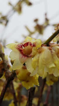 There is nothing so sweet as a Winter Sweet