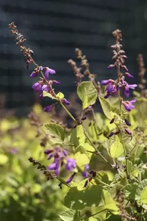 There’s something you don’t see every day  - Desmodium elegans Pink Charm