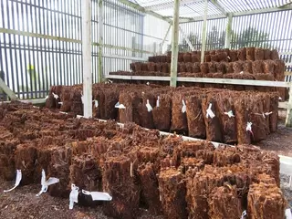 THEY ARE HERE  - Dicksonia now in stock