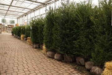 Time for Taxus