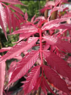 Toona sinensis 'Flamingo'