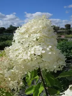 Top Shrubs for attracting pollinators