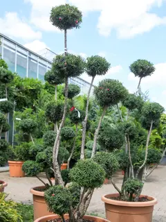 Topiary clouds