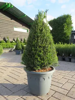 Topiary Taxus now in