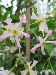 Trachelospermum Pink Showers