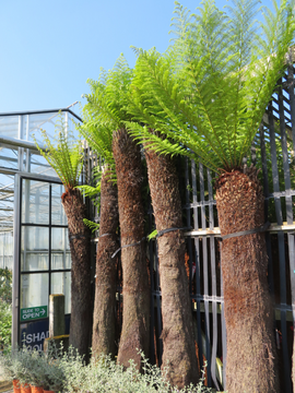 Tree ferns in stock