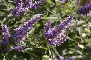 Unusual Late Summer Colour Shrub