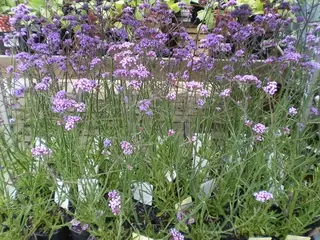 Verbena Lollipop