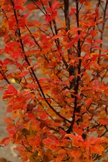 Vibrant Orange Autumn Foliage