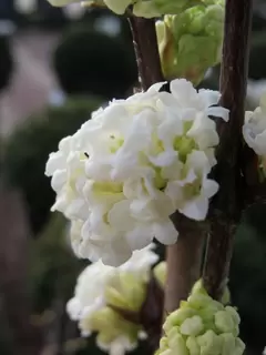 Viburnum. Valuable Winter Scent