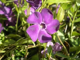 Vinca.  Valuable in its own right