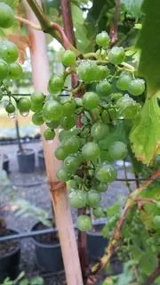 Vitis.  Good old Grapes