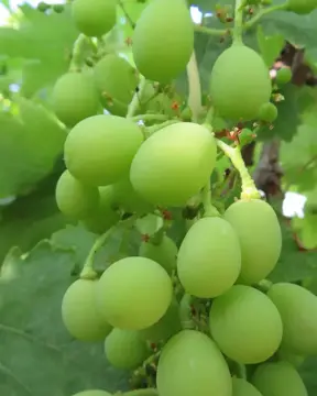 Vitis vinifera (grape)