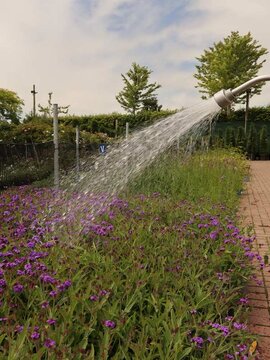 Watering and Irrigation Tips