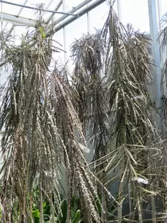 Weird Plant Alert.  Pseudopanax ferox