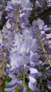 Wicked Wisteria