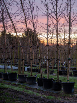 Winter interest trees