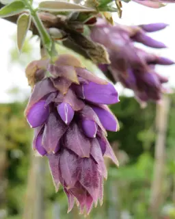 Wisteria