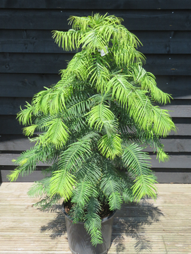 Wollemia nobilis now in stock!