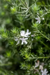 Wonderful Westringia. Excellent coastal plant