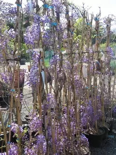 Wonderfully wicked Wisteria