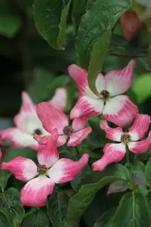Yay it is June and Cornus time of year.