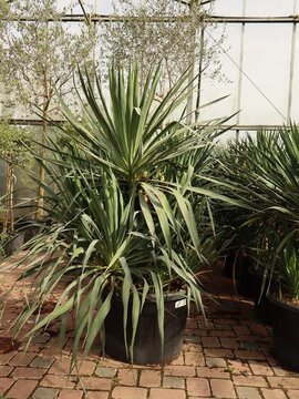 Yucca and Dasylirion.  Thriving in the hot weather