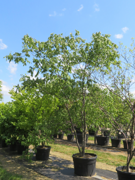 Zelkova