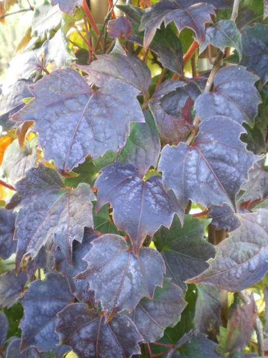 provender-product