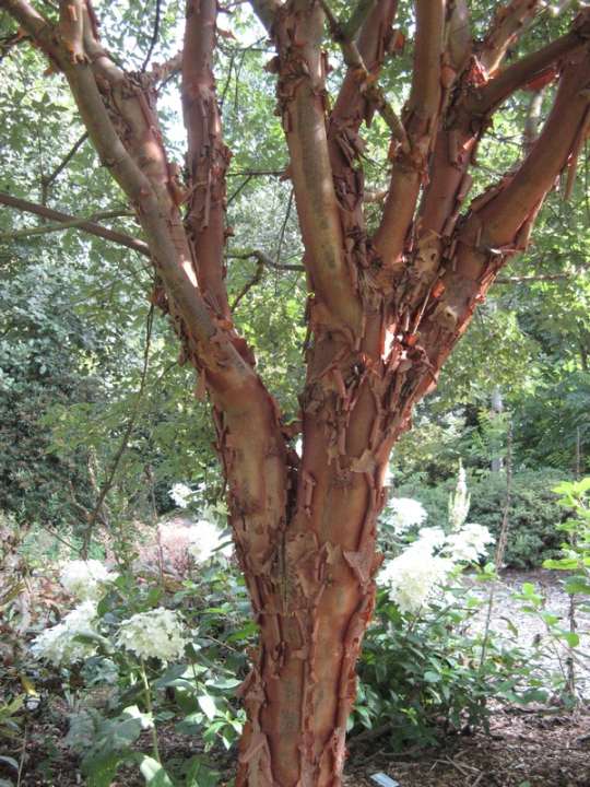 provender-factsheet-Acer griseum