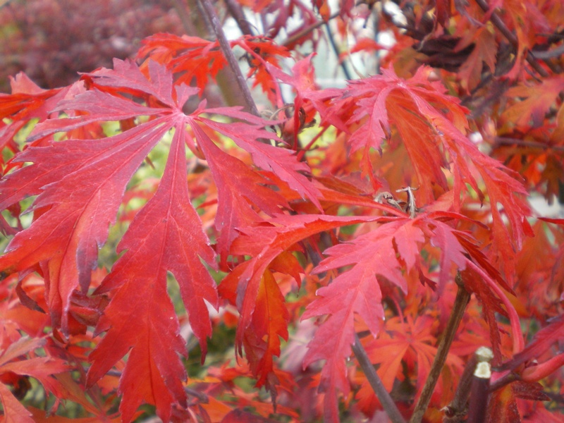 provender-factsheet-Acer japonicum 'Aconitifolium'
