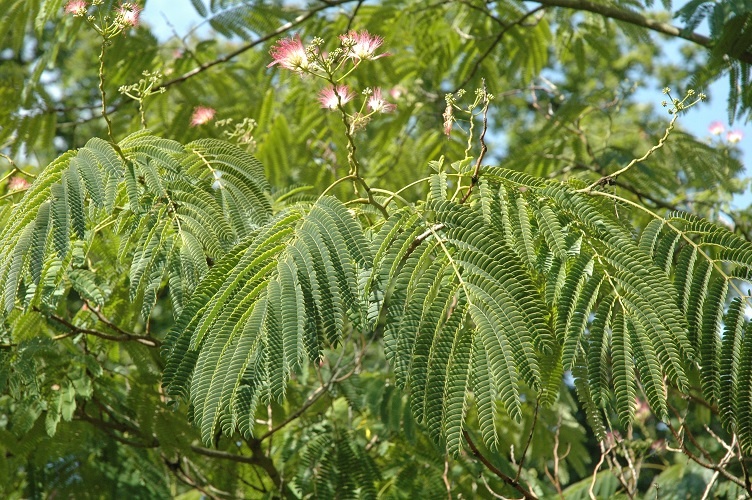 provender-factsheet-Albizia julibrissin f. rosea