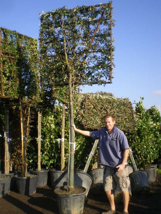 provender-factsheet-Quercus ilex PLEACHED
