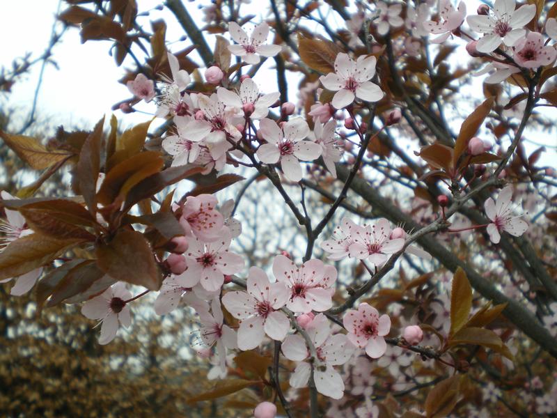 provender-factsheet-Prunus cerasifera 'Nigra'