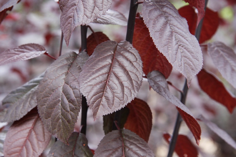 provender-factsheet-Prunus cerasifera 'Pissardii'