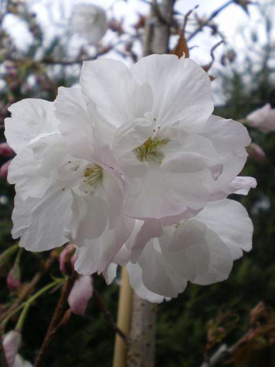 provender-factsheet-Prunus 'Chocolate Ice'