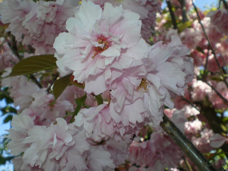 provender-factsheet-Prunus 'Kanzan'