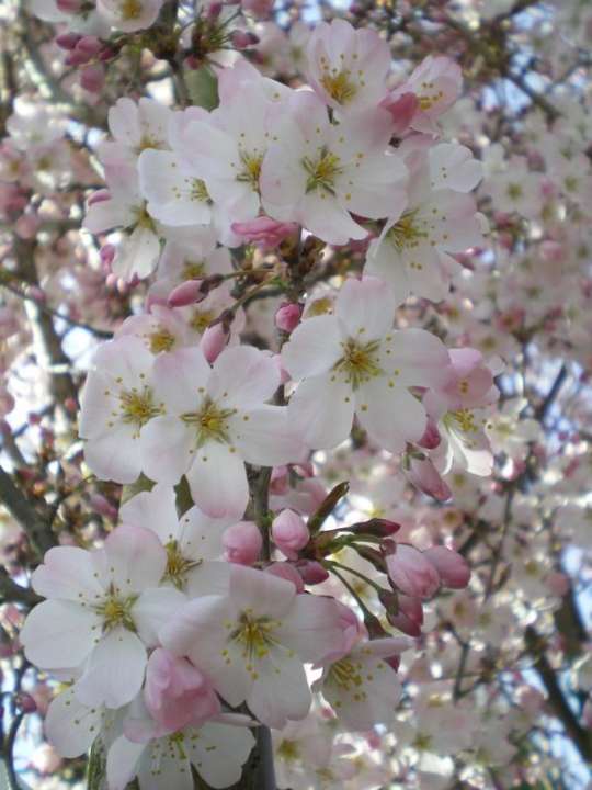 provender-factsheet-Prunus 'Pandora'