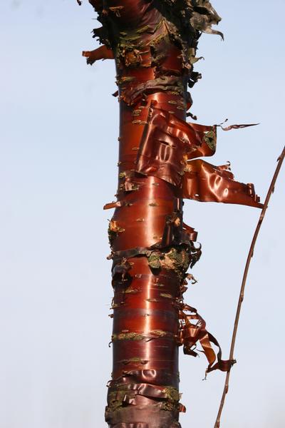 provender-factsheet-Prunus serrula
