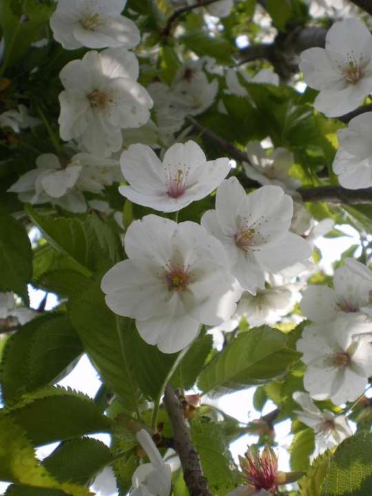provender-factsheet-Prunus 'Umineko'
