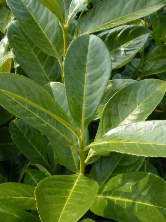 provender-product