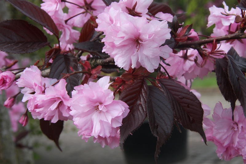 provender-factsheet-Prunus 'Royal Burgundy'