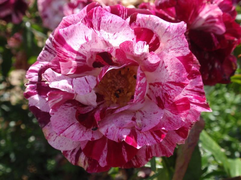 provender-product